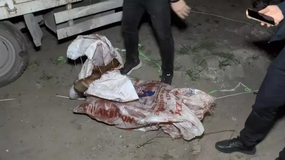 İstanbul'un ortasında utanç verici olay! Atları kesmek için sıraya dizmişler! 1 atı lime lime...