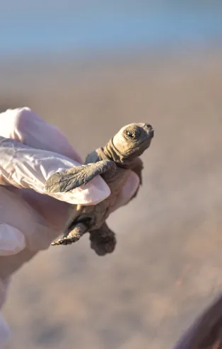Antalya'da ufku kaplayan dumanlar yavru carettaları da olumsuz etkiledi