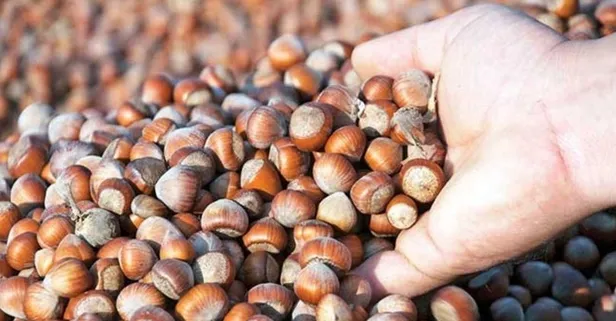Fındık fiyatları ne kadar? TMO fındık alım fiyatları 2021 kaç TL olarak belirlendi? Son dakika açıklama…