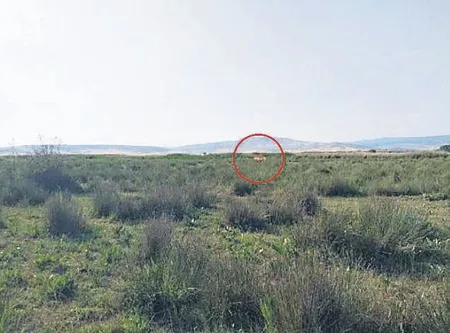 corumda-aslan-goruldu-iddiasi-ortaligi-karistirdi-1591919045064.jpeg