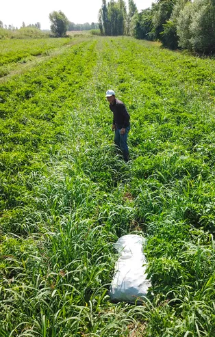 Ağrı Dağı'ndan Avrupa'ya gönderiliyor
