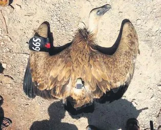 KUŞkulu uçuş!