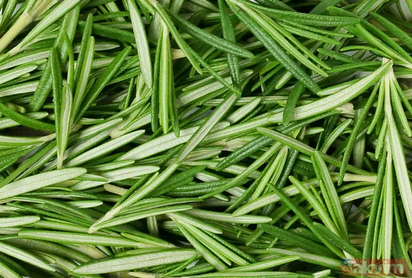 İbn-i Sina'dan şifa kaynağı baharat: En yaygın sağlık sorununa doğal çözüm - 4