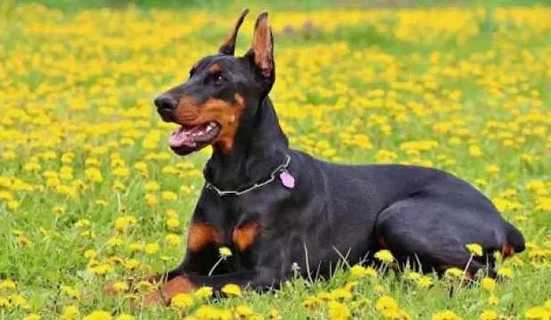 Rüyada siyah köpek görmek ne demek? Rüyada siyah köpek ısırması tabirleri...-3
