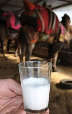 Deve sütüne sipariş yağıyor!