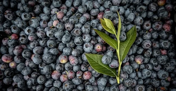 Hafızaya yaban mersini!