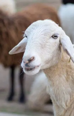 Son dakika... Kurban Bayramı tatili kaç gün? 2018 Kurban Bayramı'nda resmi tatil kaç gün olacak?