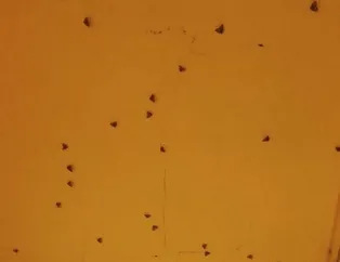 Vampir kelebekler: İstanbul