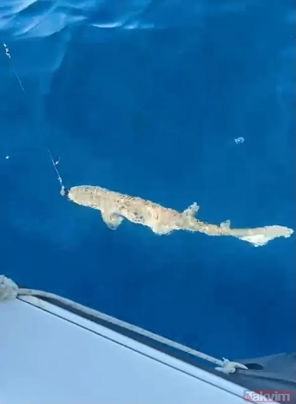 Saros Körfezi'nde oltaya köpek balığı takıldı - 4