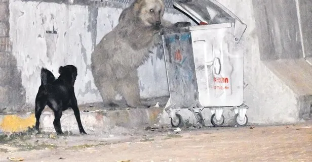 Kars’ta ayılar mahalleyi bastı
