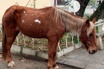 At eti yedirdim mağdurum