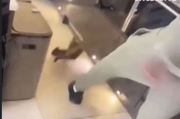 Önce tekmeledi sonra ayakkabı fırlattı! Yıldız futbolcudan kediye işkence! Sosyal medya Kurt Zouma'nın videosuyla sallandı