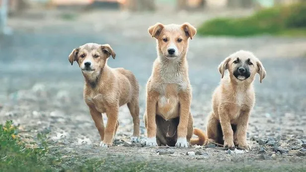 Meclis kanun teklifini onayladı! İşte tüm tartışmalara nokta koyacak başıboş köpeklere yönelik düzenlemenin detayları