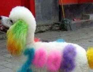 Köpeklerin Modası