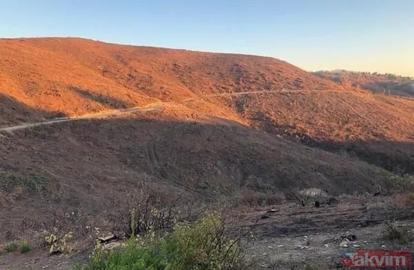 Adana Kozan'da geçtiğimiz yıl yanan 280 futbol sahası büyüklüğündeki alan 5 ay sonra yemyeşil - 9