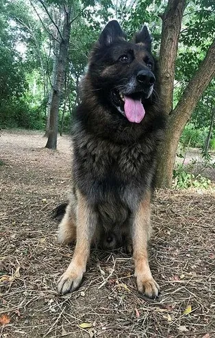 Nero cinayetinde flaş gelişme: ABD’li şirket tüm ilişkisini kestiğini açıkladı