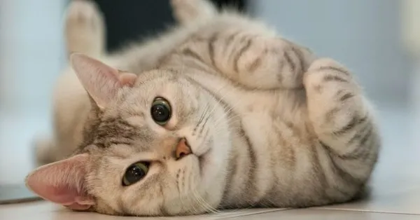 17 subat dunya kediler gunu kedi