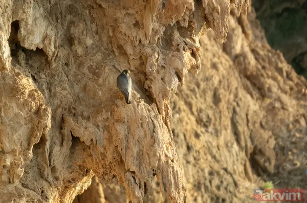 SON DAKİKA! Antalya'da CHP'li belediyeden deniz yaşamını bitirecek proje! Pavyona benzetildi - 8