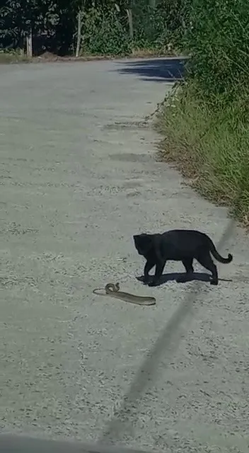 kedi-ile-yilanin-kavgasi-kamerada-kazanan-kedi-oldu-1630219626553.jpg