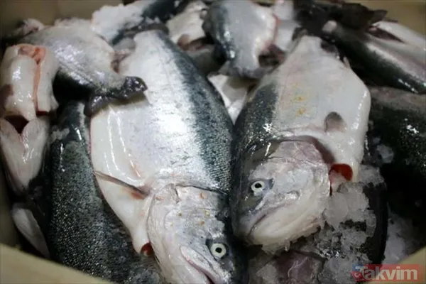 Yıllık kazançları 1 milyar TL! Deniz olmayan şehir Malatya'dan Avrupa ve Rusya'ya somon ihraç ediyorlar - 12