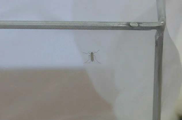 Türkiye'de öldüren virüs alarmı! Aşısı ve antivirali yok! Yunanistan'dan 10'dan fazla can aldı...