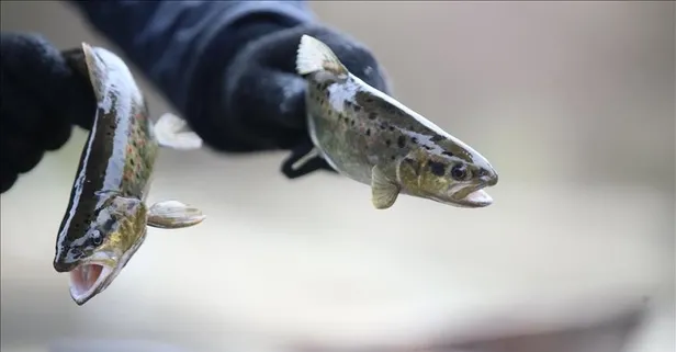 Çocuklarda beyin gelişimi için önemli besinler nelerdir?