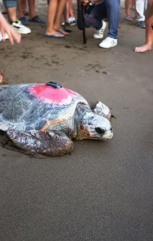 Tedavileri tamamlanan kaplumbağalar Dalyan’daki İztuzu Plajından denize bırakıldı