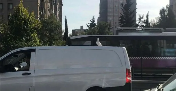 E-5’te ilginç görüntü! Araç üzerinde yolculuk yapan güvercini görenler dönüp bir daha baktı