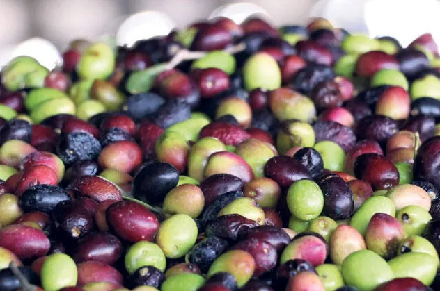Zeytin ihracatının yüzde 60’ı 3 ülkeye yapıldı!