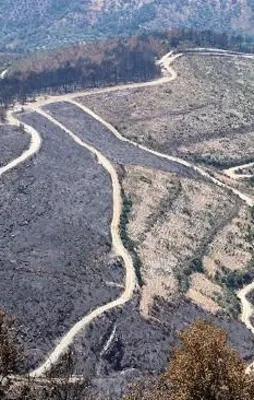 Bayındır'a 1 milyon fidan dikilecek