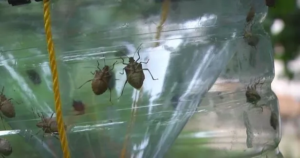 kadikoyu-istila-etmislerdi-eger-oldurulurse-kokudan-durulmuyor-yasarsa-yok-ediyor-1603352161759.jpg Korkutan istila! Eğer öldürülürse kokudan durulmuyor, yaşarsa her şeyi yok ediyor...-4