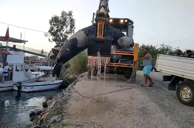 Balıkçılar tarafından denizde bulundu! Tam 300 kilo ağırlığında