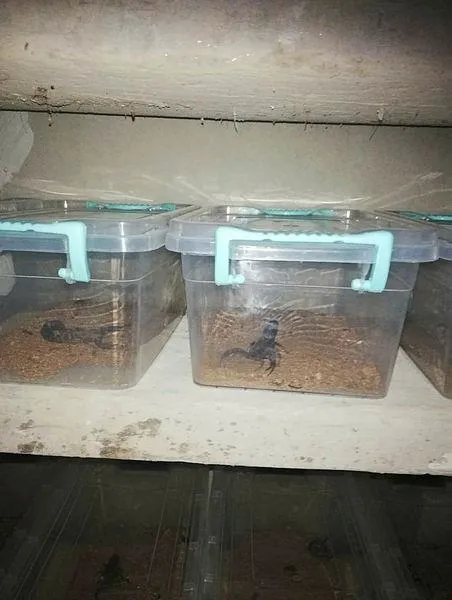 mardinin-kiziltepede-bir-evin-bodrumunda-217-canli-akrep-ele-gecirildi-1573329823643.jpeg Mardin'in Kızıltepe'de bir evin bodrumunda 217 canlı akrep ele geçirildi-2