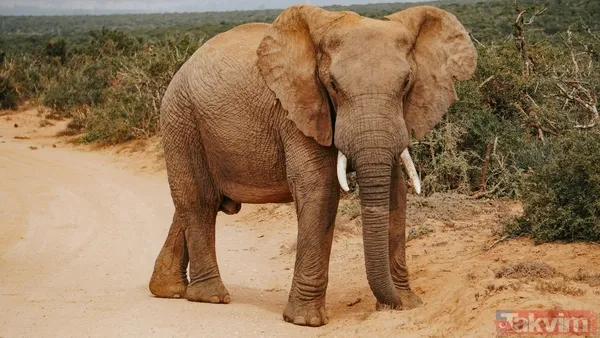 Dünyanın en tehlikeli 10 hayvanı açıklandı! Zirvedeki canlının tek ısırığı yetiyor - 5