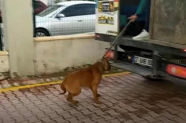 asiye-ates-oldu-mu-saglik-durumu-nasil-gaziantepte-pitbull-saldirisina-ugrayan-cocugun-son-durumu-1640249704359.jpg Gaziantep'te pitbull saldırısına uğrayan çocuğun son durumu! Asiye Ateş sağlık durumu nasıl son dakika?-5