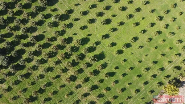 Cennet hurmasında yaş olanın fiyatı 6 kuru olanın fiyatı 50 TL! Almanlar kuru Ruslar yaş tercih ediyor - 1