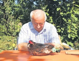 ’Şaşkın’ tavuk!