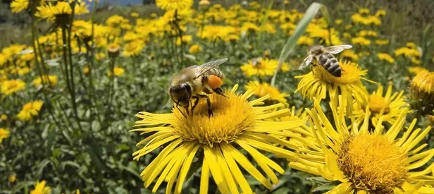 "Toplu arı ölümleri" yüzde 41'e ulaştı