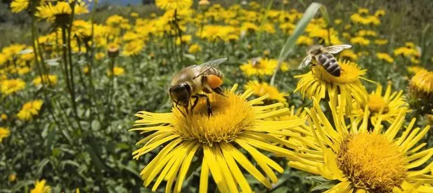 Toplu arı ölümleri yüzde 41’e ulaştı