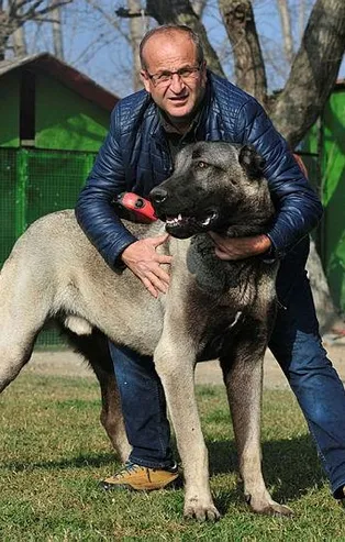 Bursa'da 125 bin TL'lik Kangal köpeği görenleri şaşırtıyor