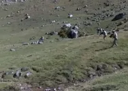 SON DAKİKA: Trabzonda 6 yayla evi soyuldu komandolar operasyonları sıklaştırdı