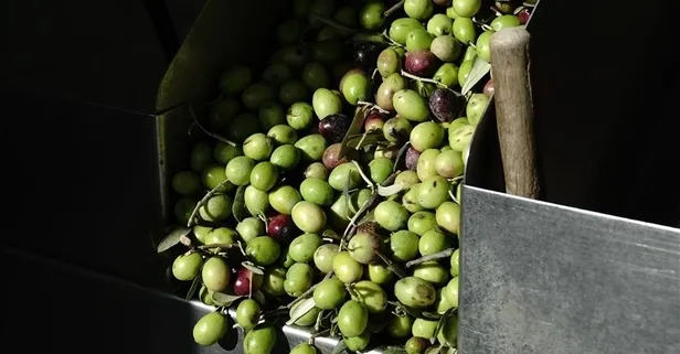 Yeşil zeytinin sağlığa faydaları nelerdir?