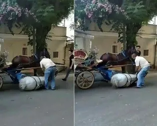 Büyükadada faytona sürülen atın içler acısı hali