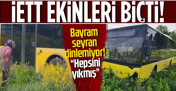 Sultangazi'de İETT otobüsü araziye uçtu! Ekinleri zarar gören kadından tepki: 3-4 tane erik ağacım var hepsini yıkmış
