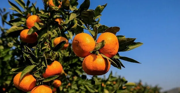 Kısırlığa mandalina