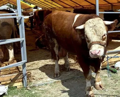 400 bin TL'ye satın aldığı otomobili komşu çizdi! (Yaşam haberleri)-7