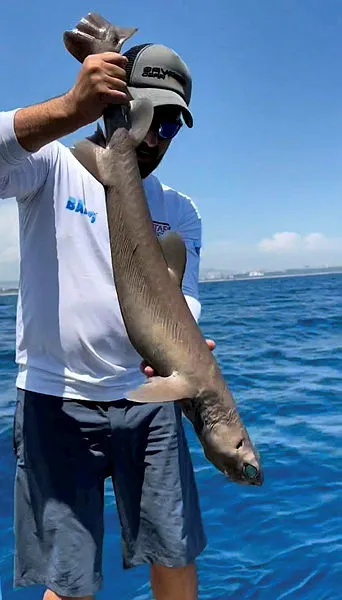 Son dakika: Antalya'da oltaya takıldı! Gören şaşkınlığını gizleyemedi: Işık saçan köpek balığı-6