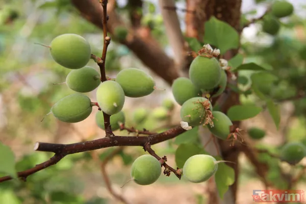 Daha önce yere dökülüyordu! Kayısı çağlasının kilosu 100 TL'den satılıyor - 13