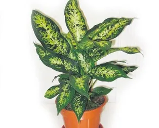 Bu çiçek çocukları zehirliyor