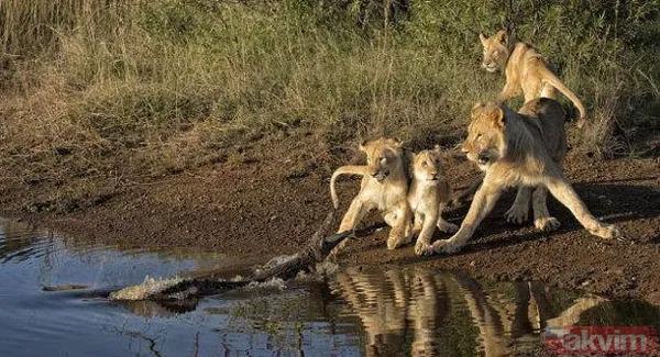 Yılan evcil köpeğe saldırdı! Dehşet dolu anlar... - 34